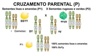 CRUZAMENTO PARENTAL (P)
SY
• Gametas:
F1: 100% sementes lisas e amarelas
100% SsYy
Sementes lisas e amarelas (P1) X Sementes rugosas e verdes (P2)
SSYY ssyy
X
sy
 