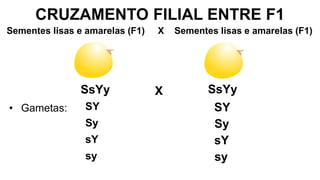 CRUZAMENTO FILIAL ENTRE F1
SsYy
SY
• Gametas:
Sementes lisas e amarelas (F1) X Sementes lisas e amarelas (F1)
X SsYy
Sy
sY
sy
SY
Sy
sY
sy
 