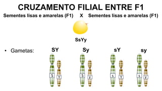 CRUZAMENTO FILIAL ENTRE F1
SsYy
SY
• Gametas:
Sementes lisas e amarelas (F1) X Sementes lisas e amarelas (F1)
Sy sY sy
 