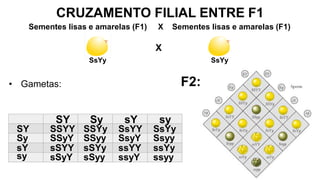 CRUZAMENTO FILIAL ENTRE F1
• Gametas:
Sementes lisas e amarelas (F1) X Sementes lisas e amarelas (F1)
X
F2:
SY
Sy
sy
SY Sy sY sy
sY sSYY
SSYY
SSyY
sSyY
SSYy
SSyy
sSYy
sSyy
SsYY
SsyY
ssYY
ssyY
SsYy
Ssyy
ssYy
ssyy
 