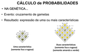 CÁLCULO de PROBABILIDADES
• NA GENÉTICA...
• Evento: cruzamento de gametas
• Resultado: expressão de uma ou mais características
Uma característica
(semente lisa x rugosa)
Duas características
(semente lisa x rugosa)
(semente amarela x verde)
 