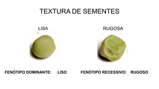 TEXTURA DE SEMENTES
FENÓTIPO DOMINANTE: RUGOSO
FENÓTIPO RECESSIVO:
LISO
 
