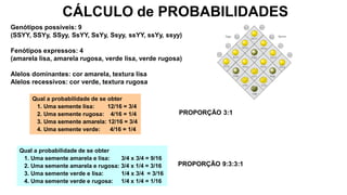 Genótipos possíveis: 9
(SSYY, SSYy, SSyy, SsYY, SsYy, Ssyy, ssYY, ssYy, ssyy)
Fenótipos expressos: 4
(amarela lisa, amarela rugosa, verde lisa, verde rugosa)
Alelos dominantes: cor amarela, textura lisa
Alelos recessivos: cor verde, textura rugosa
Qual a probabilidade de se obter
1. Uma semente lisa: 12/16 = 3/4
2. Uma semente rugosa: 4/16 = 1/4
3. Uma semente amarela: 12/16 = 3/4
4. Uma semente verde: 4/16 = 1/4
Qual a probabilidade de se obter
1. Uma semente amarela e lisa: 3/4 x 3/4 = 9/16
2. Uma semente amarela e rugosa: 3/4 x 1/4 = 3/16
3. Uma semente verde e lisa: 1/4 x 3/4 = 3/16
4. Uma semente verde e rugosa: 1/4 x 1/4 = 1/16
PROPORÇÃO 3:1
PROPORÇÃO 9:3:3:1
CÁLCULO de PROBABILIDADES
 