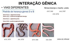 INTERAÇÃO GÊNICA
• VIAS DIFERENTES fêmea laranja x macho preto
o-o-; b+b+
o+o+; b+b+ cobra do milharal
o-o-; b-b-
o+o+; b-b-
o+o+; b-b- o-o-; b+b+
o+o-; b+b-
 