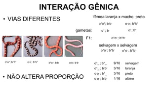 INTERAÇÃO GÊNICA
• VIAS DIFERENTES fêmea laranja x macho preto
o-o-; b+b+
o+o+; b+b+
o-o-; b-b-
o+o+; b-b-
o+o+; b-b- o-o-; b+b+
o+o- ; b+b-
o+o- ; b+b-
o+o- ; b+b-
selvagem x selvagem
F1:
gametas: o+ ; b- o- ; b+
o+_ ; b+_
o+_ ; b-b-
o-o- ; b+_
o-o- ; b-b-
9/16
3/16
3/16
1/16
selvagem
laranja
preto
albino
• NÃO ALTERA PROPORÇÃO
 