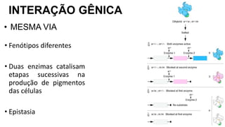 INTERAÇÃO GÊNICA
• MESMA VIA
• Fenótipos diferentes
• Duas enzimas catalisam
etapas sucessivas na
produção de pigmentos
das células
• Epistasia
 
