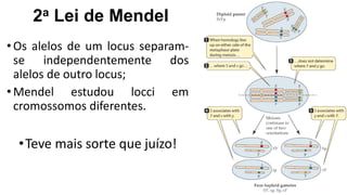 •Os alelos de um locus separam-
se independentemente dos
alelos de outro locus;
•Mendel estudou locci em
cromossomos diferentes.
2a Lei de Mendel
•Teve mais sorte que juízo!
 