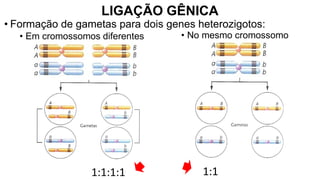 • No mesmo cromossomo
• Em cromossomos diferentes
LIGAÇÃO GÊNICA
• Formação de gametas para dois genes heterozigotos:
1:1:1:1 1:1
 