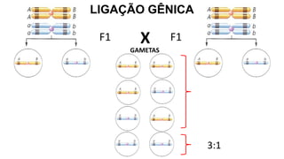 LIGAÇÃO GÊNICA
3:1
X
GAMETAS
F1 F1
 