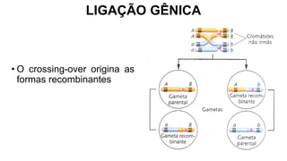 LIGAÇÃO GÊNICA
• O crossing-over origina as
formas recombinantes
 