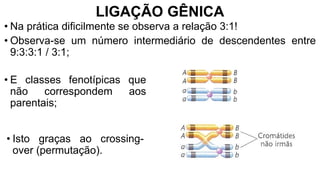 LIGAÇÃO GÊNICA
• Na prática dificilmente se observa a relação 3:1!
• Isto graças ao crossing-
over (permutação).
• Observa-se um número intermediário de descendentes entre
9:3:3:1 / 3:1;
• E classes fenotípicas que
não correspondem aos
parentais;
 