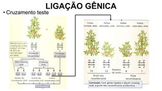 LIGAÇÃO GÊNICA
• Cruzamento teste
 