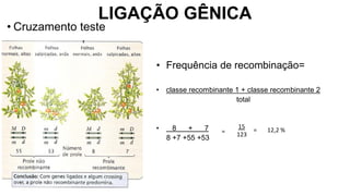 LIGAÇÃO GÊNICA
• Cruzamento teste
• Frequência de recombinação=
• classe recombinante 1 + classe recombinante 2
total
• 8 + 7
8 +7 +55 +53
= = 12,2 %
15
123
 