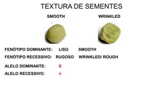 TEXTURA DE SEMENTES
FENÓTIPO DOMINANTE:
RUGOSO
FENÓTIPO RECESSIVO:
LISO SMOOTH
SMOOTH
WRINKLED/ ROUGH
WRINKLED
ALELO DOMINANTE:
ALELO RECESSIVO:
S
s
 