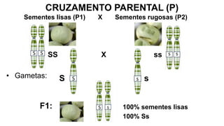 CRUZAMENTO PARENTAL (P)
Sementes lisas (P1) X Sementes rugosas (P2)
SS X ss
S s
• Gametas:
F1: 100% sementes lisas
100% Ss
 