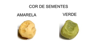 COR DE SEMENTES
VERDE
AMARELA
 