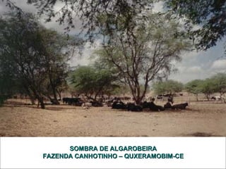 SOMBRA DDEE AALLGGAARROOBBEEIIRRAA 
FFAAZZEENNDDAA CCAANNHHOOTTIINNHHOO –– QQUUXXEERRAAMMOOBBIIMM--CCEE 
 