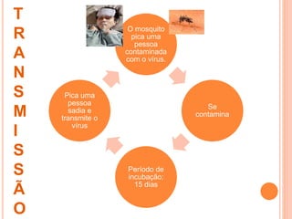 T
R
A
N
S
M
I
S
S
Ã
O
O mosquito
pica uma
pessoa
contaminada
com o vírus.
Se
contamina
Período de
incubação:
15 dias
Pica uma
pessoa
sadia e
transmite o
vírus
 
