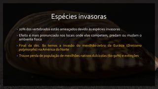 Espécies invasoras
• 20% dos vertebrados estão ameaçados devido às espécies invasoras
• Efeito é mais pronunciado nos locais onde elas competem, predam ou mudam o
ambiente físico
• Final da déc. 80 temos a invasão do mexilhão-zebra da Eurásia (Dreissena
polymorpha) na América do Norte
• Trouxe perda de população de mexilhões nativos dulcícolas (60-90%) e extinções
 