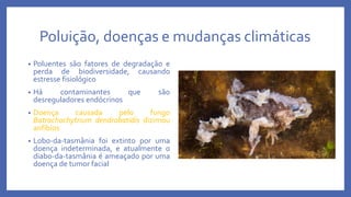 Poluição, doenças e mudanças climáticas
• Poluentes são fatores de degradação e
perda de biodiversidade, causando
estresse fisiológico
• Há contaminantes que são
desreguladores endócrinos
• Doença causada pelo fungo
Batrachochytrium dendrobatidis dizimou
anfíbios
• Lobo-da-tasmânia foi extinto por uma
doença indeterminada, e atualmente o
diabo-da-tasmânia é ameaçado por uma
doença de tumor facial
 