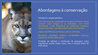 Abordagens à conservação
• Solução é o resgate genético
• Início dos anos 90, população de pantera-da-florida (Puma
concolor coryi) chegou a 25 indivíduos, com baixa
diversidade e alta frequência de problemas cardíacos,
caudas retorcidas, mau desenvolvimento dos testículos
• Captura de 8 fêmeas doTexas e soltura na Florida
• Resultado: população triplicou, variabilidade duplicou,
frequência de anomalia decaiu
• Proteção de habitats e construção de passagens entre
fragmentos auxilia nesses casos, mas o manejo direto foi
mais eficaz
 