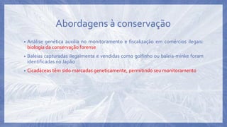 Abordagens à conservação
• Análise genética auxilia no monitoramento e fiscalização em comércios ilegais:
biologia da conservação forense
• Baleias capturadas ilegalmente e vendidas como golfinho ou baleia-minke foram
identificadas no Japão
• Cicadáceas têm sido marcadas geneticamente, permitindo seu monitoramento
 