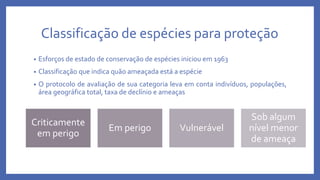 Classificação de espécies para proteção
• Esforços de estado de conservação de espécies iniciou em 1963
• Classificação que indica quão ameaçada está a espécie
• O protocolo de avaliação de sua categoria leva em conta indivíduos, populações,
área geográfica total, taxa de declínio e ameaças
Criticamente
em perigo
Em perigo Vulnerável
Sob algum
nível menor
de ameaça
 