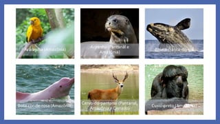 Ararajuba (Amazônia)
Ariranha (Pantanal e
Amazônia)
Baleia-franca-do-sul
Boto cor-de-rosa (Amazônia)
Cervo-do-pantanal (Pantanal,
Amazônia e Cerrado)
Cuxiú-preto (Amazônia)
 