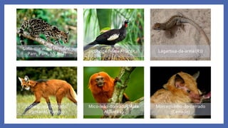 Gato-maracajá (Am, Cer,
Pam, Pant, Mt Atlâ)
Jacutinga (MataAtlântica) Lagartixa-da-areia (RJ)
Lobo-guará (Cerrado,
Pantanal, Pampa)
Mico-leão-dourado (Mata
Atlântica)
Morceguinho-do-cerrado
(Cerrado)
 