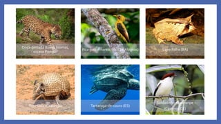 Onça-pintada (todos biomas,
exceto Pampa)
Pica-pau-amarelo (de RJ aAlagoas) Sapo-folha (BA)
Tatu-bola (Caatinga) Tartaruga-de-couro (ES)
Soldadinho-do-araripe
(CaatingaCE)
 