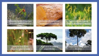 Gravatá (Dyckia distachya)
(bromélia MataAtlântica)
Amarelão (Euxylophora
paraenses) (Amazônia)
Capim-rabo-de-raposa
(Setaria parviflora) (Cerrado)
Sempre-viva (Xyris
platystachya) (Cerrado)
Araucária (Araucaria
angustifolia)
Castanheira (Bertholletia
excelsa)
 