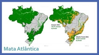 Mata Atlântica
 