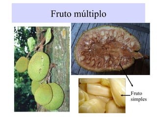 Fruto múltiplo
Fruto
simples
 