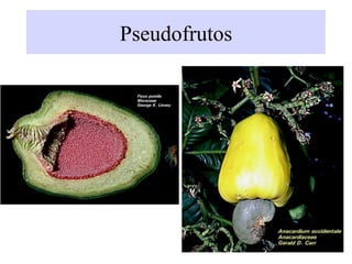 Pseudofrutos
 
