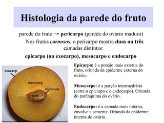 Histologia da parede do fruto
parede do fruto → pericarpo (parede do ovário maduro)
Nos frutos carnosos, o pericarpo mostra duas ou três
camadas distintas:
epicarpo (ou exocarpo), mesocarpo e endocarpo
Epicarpo: é a porção mais externa do
fruto, oriunda da epiderme externa do
ovário.
Mesocarpo: é a porção intermediária
(entre o epicarpo e o endocarpo). Oriunda
do parênquima do ovário.
Endocarpo: é a camada mais interna,
envolve a semente. Oriunda da epiderme
interna do ovário.
 