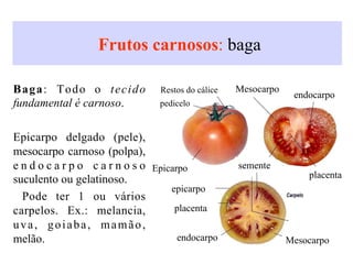 Frutos carnosos: baga
Baga: Todo o tecido
fundamental é carnoso.
Epicarpo delgado (pele),
mesocarpo carnoso (polpa),
e n d o c a r p o c a r n o s o
suculento ou gelatinoso.
Pode ter 1 ou vários
carpelos. Ex.: melancia,
uva, goiaba, mamão,
melão.
Epicarpo
Mesocarpo
semente
epicarpo
placenta
placenta
endocarpo
endocarpo Mesocarpo
Restos do cálice
pedicelo
 