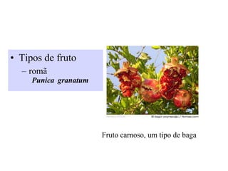•  Tipos de fruto
–  romã
Punica granatum
Fruto carnoso, um tipo de baga
 