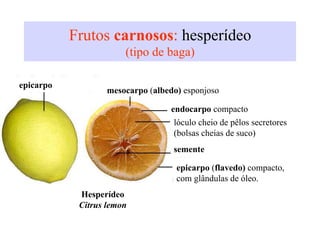 Frutos carnosos: hesperídeo
(tipo de baga)
Hesperídeo
Citrus lemon
epicarpo
mesocarpo (albedo) esponjoso
endocarpo compacto
lóculo cheio de pêlos secretores
(bolsas cheias de suco)
semente
epicarpo (flavedo) compacto,
com glândulas de óleo.
 