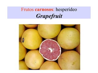 Frutos carnosos: hesperídeo
Grapefruit
 