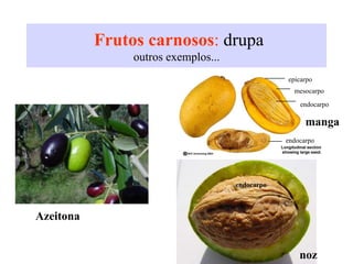 Frutos carnosos: drupa
outros exemplos...
noz
Azeitona
manga
epicarpo
mesocarpo
endocarpo
endocarpo
endocarpo
 