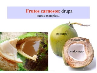 Frutos carnosos: drupa
outros exemplos...
mesocarpo
endocarpo
epicarpo
 