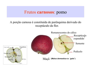 A porção carnosa é constituída de parênquima derivado do
receptáculo da flor.
Frutos carnosos: pomo
Maçã
Receptáculo
expandido
Semente
Pedicelo
Remanescentes do cálice
 