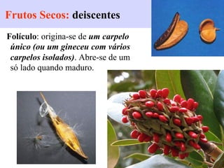 Frutos Secos: deiscentes
Folículo: origina-se de um carpelo
único (ou um gineceu com vários
carpelos isolados). Abre-se de um
só lado quando maduro.
 