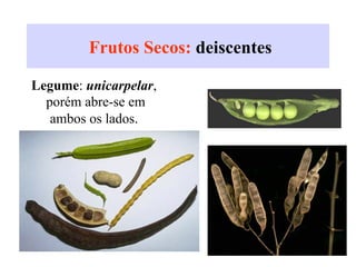 Frutos Secos: deiscentes
A.Legume: unicarpelar,
porém abre-se em
ambos os lados.
 