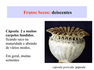 Frutos Secos: deiscentes
A.
Cápsula: 2 a muitos
carpelos fundidos,
ficando seco na
maturidade e abrindo
de vários modos.
Em geral, muitas
sementes
cápsula poricida: papoula
 