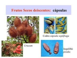 Frutos Secos deiscentes: cápsulas
Jequitibá:
pixídio
Cedro:cápsula septífraga
Urucum
 