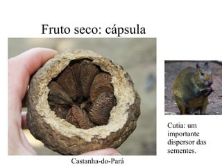 Fruto seco: cápsula
Castanha-do-Pará
Cutia: um
importante
dispersor das
sementes.
 