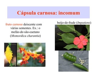 Cápsula carnosa: incomum
fruto carnoso deiscente com
várias sementes. Ex.: o
melão-de-são-caetano
(Momordica charantia)
beijo-de-frade (Impatiens)
 