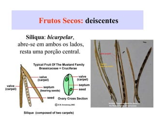 Frutos Secos: deiscentes
A.Síliqua: bicarpelar,
abre-se em ambos os lados,
resta uma porção central.
 