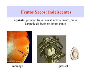 Frutos Secos: indeiscentes
A.
aquênio: pequeno fruto com só uma semente, presa
à parede do fruto em só um ponto
girassolmorango
 